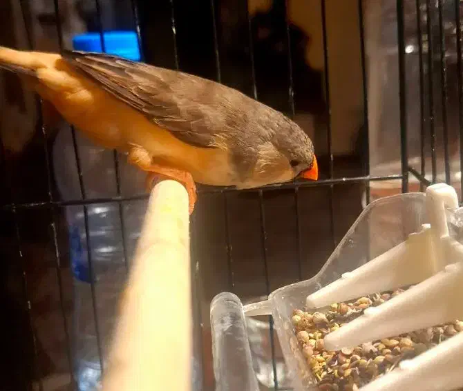 فنچ ماده فول اورنج گرید A+ مولد|پرنده|تهران, دبستان|دیوار