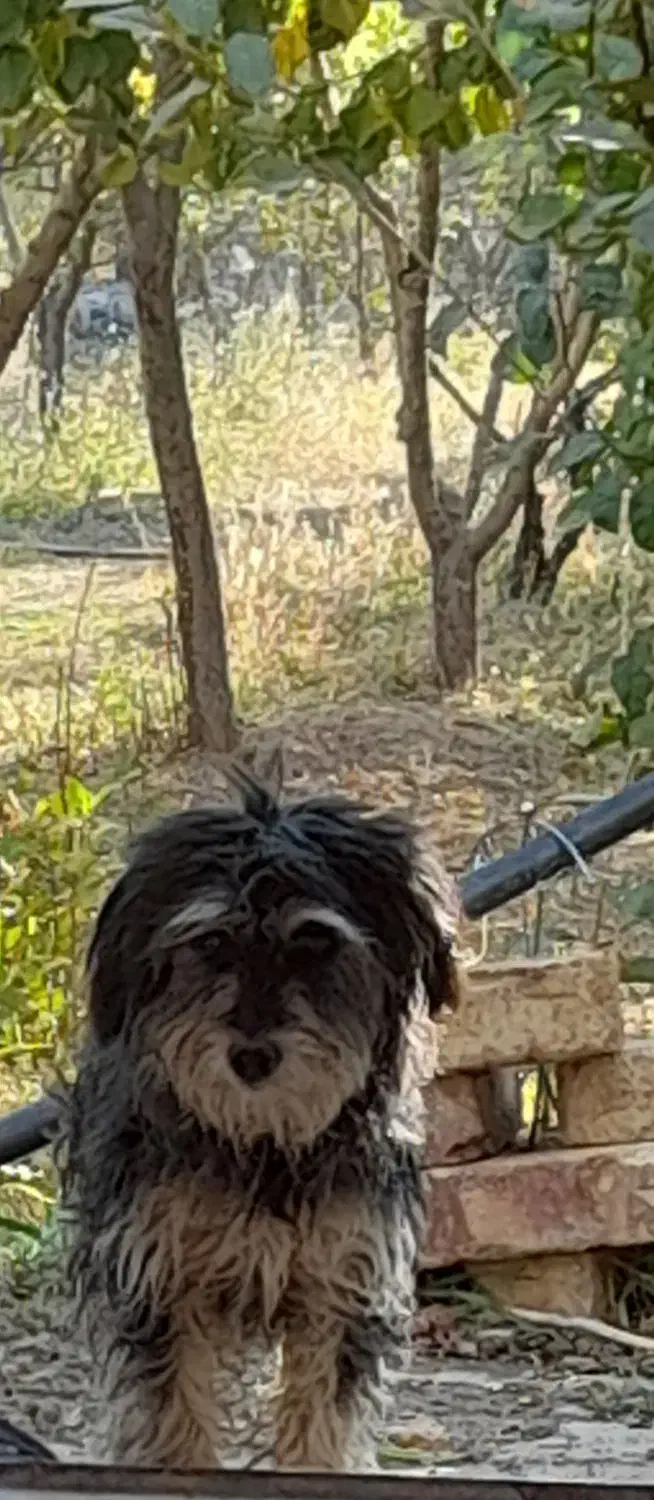 سگ باهوش وبازیگوش|سگ|اراک, |دیوار