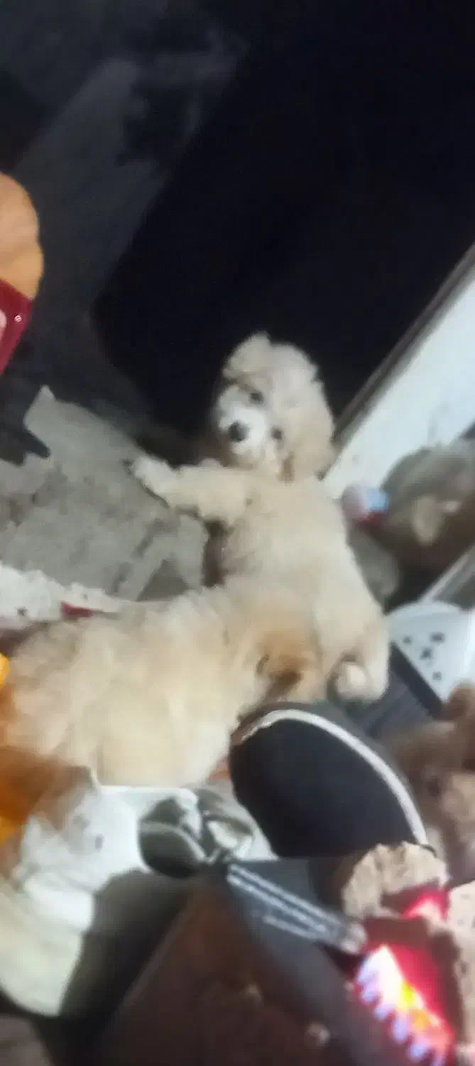 سگ شیتزو تریر ۸۰ روزه|سگ|آستانه اشرفیه, |دیوار