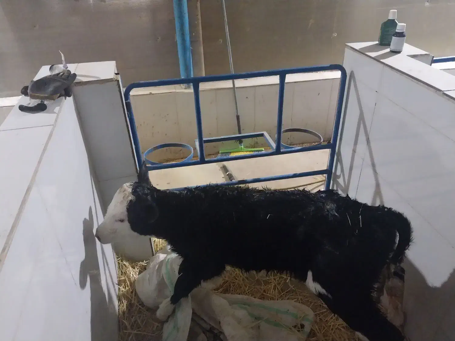 گاو گوساله تلیسه|حیوانات مزرعه|تربت جام, یحیی آباد|دیوار