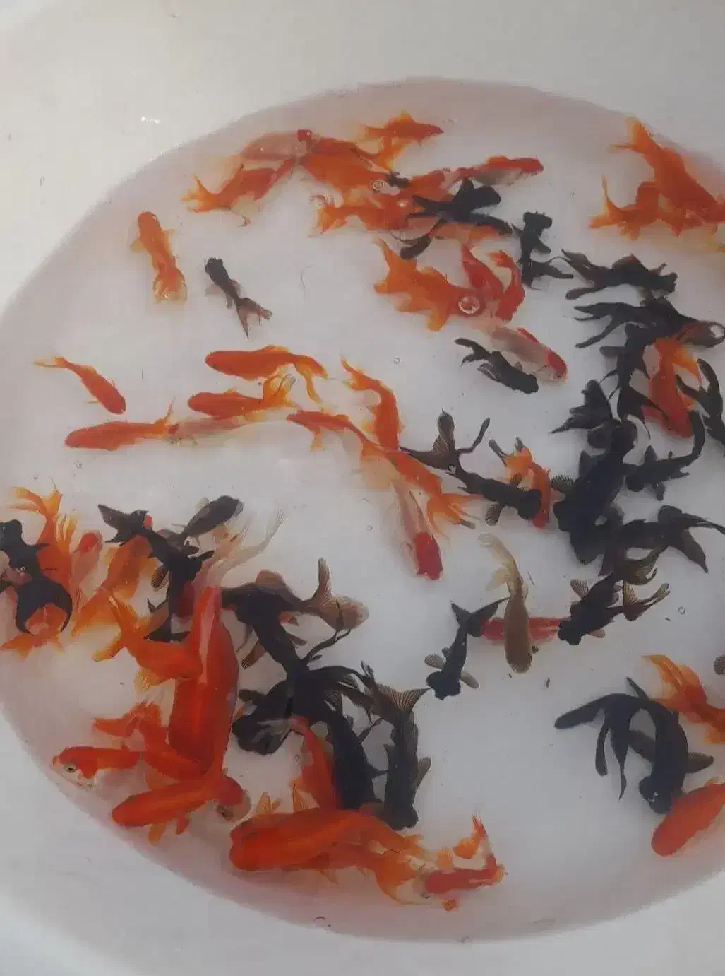 ماهی عید|ماهی|چمران, |دیوار