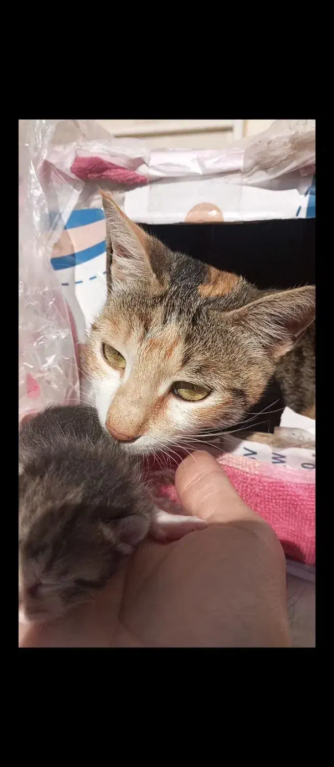 گربه مادر به همراه ۵ توله اش واگذار میشود|گربه|گنبد کاووس, |دیوار