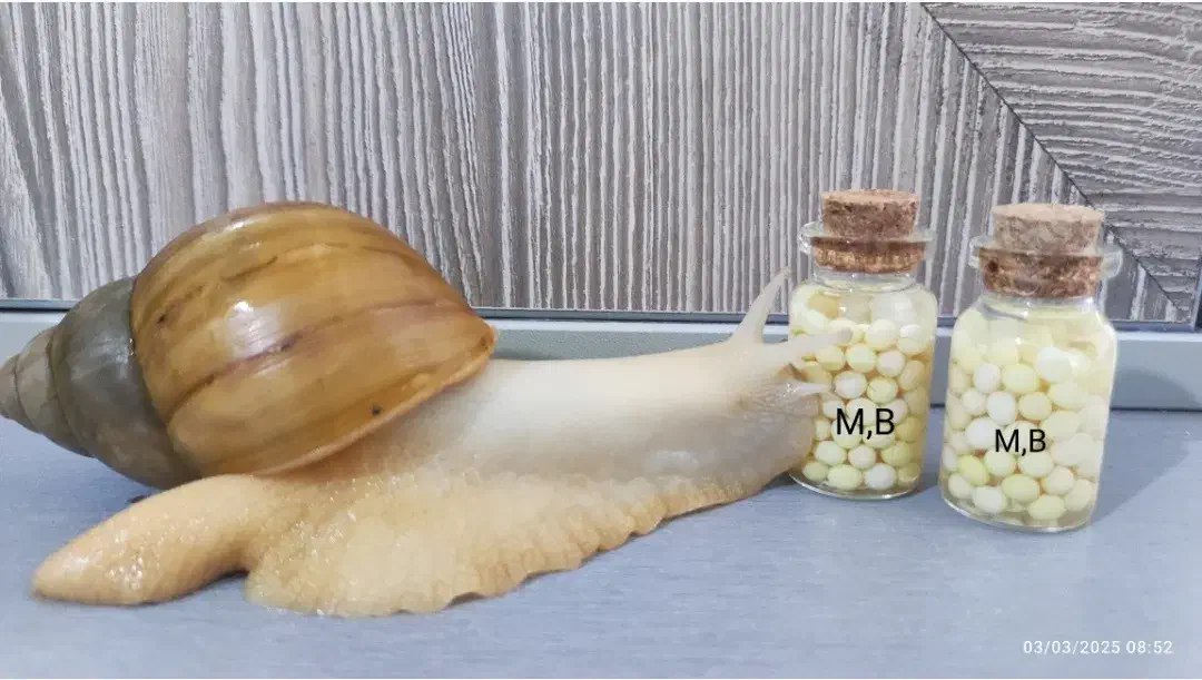 حلزون آچاتینا البینو|خزنده|همدان, |دیوار