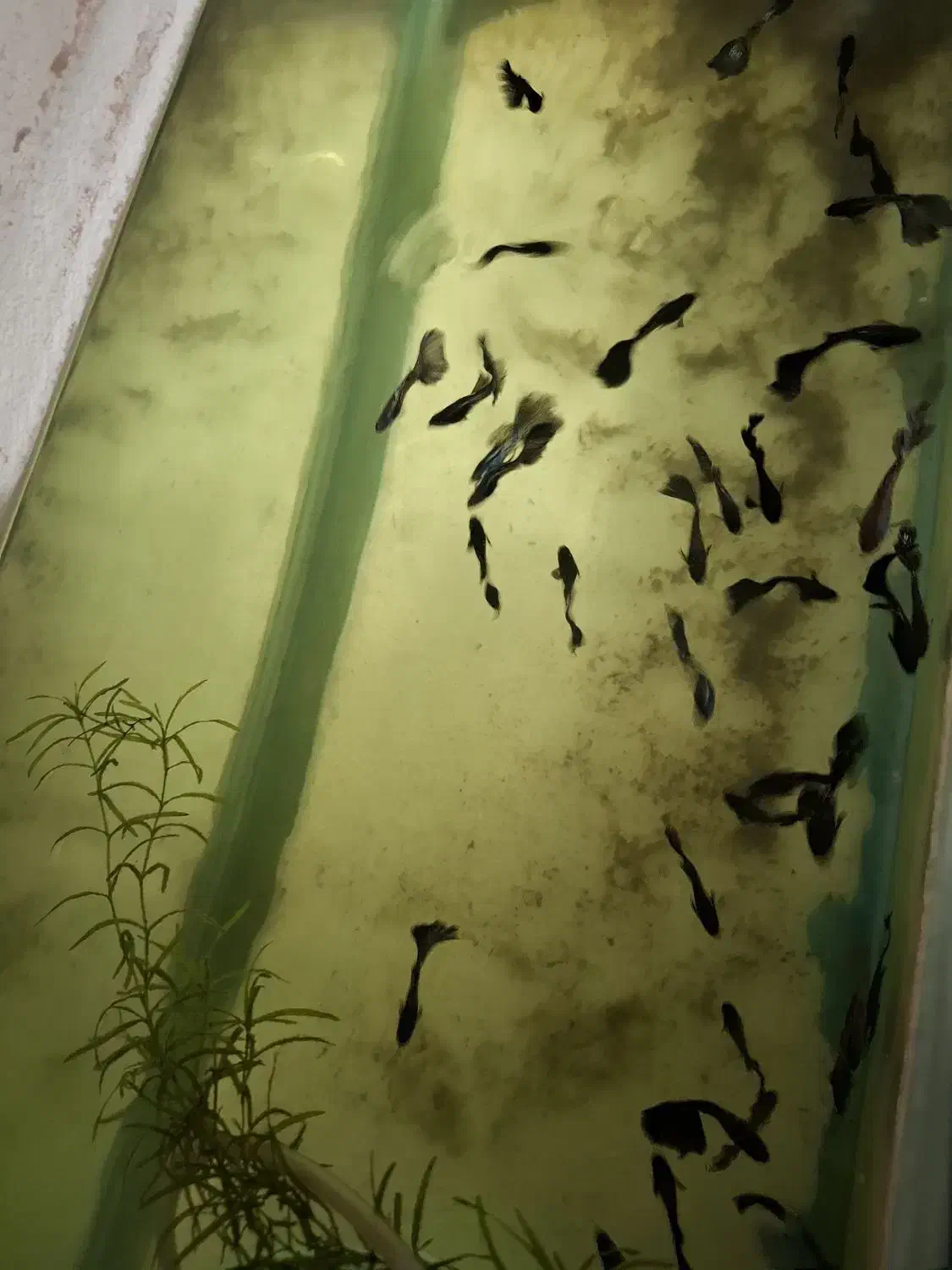 فروش عمده گوپی بلک متال|ماهی|تهران, ترمینال غرب|دیوار