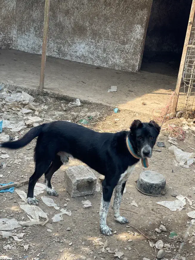 سگ گله نگهبان|سگ|رشت, حومه رشت|دیوار