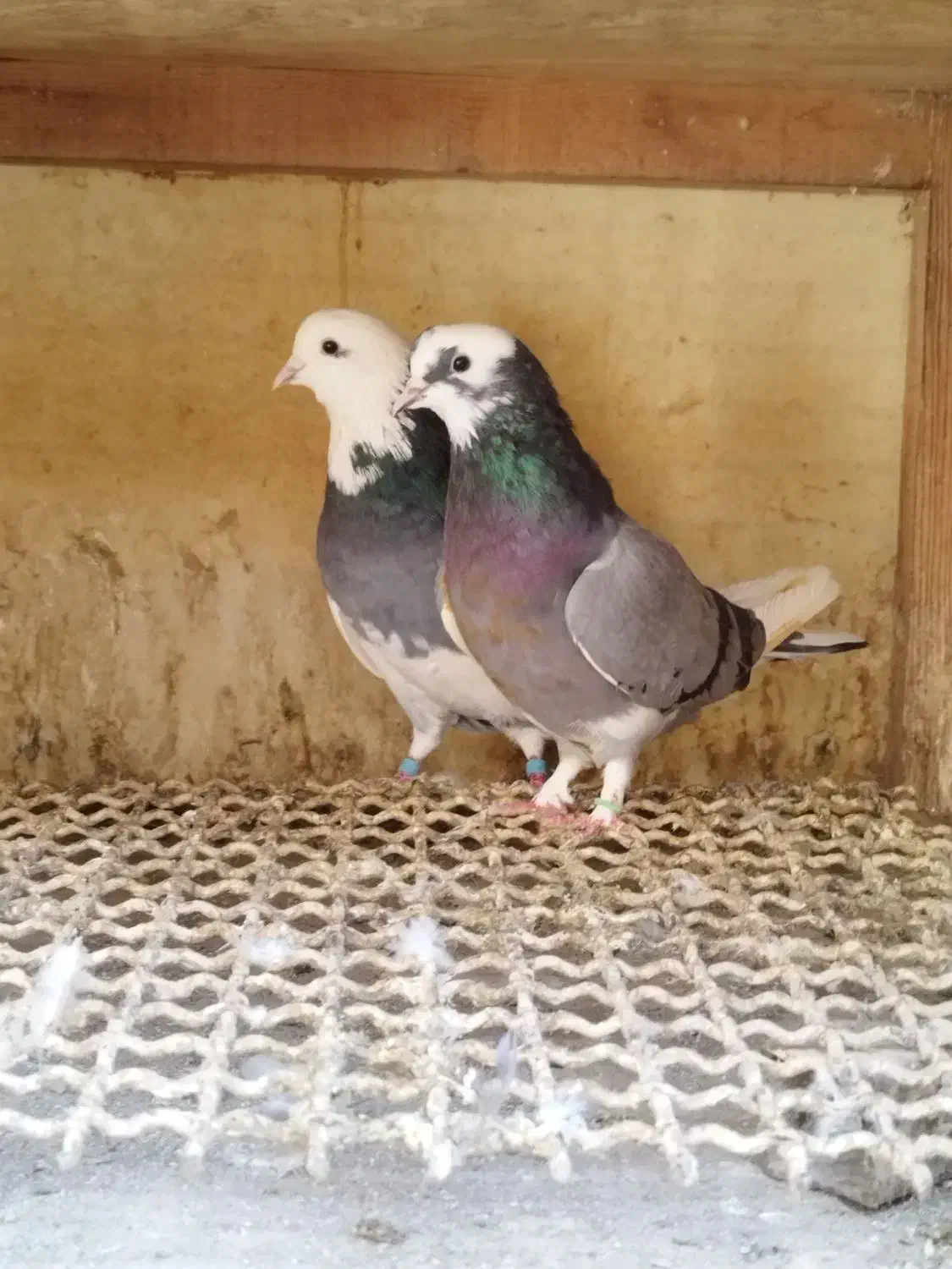 کفتر جفتی|پرنده|فردیس, شهرک ناز|دیوار