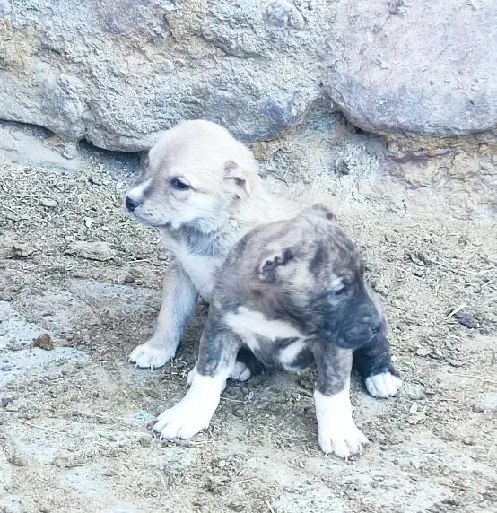 حیوانات|سگ|جلگه رخ, |دیوار