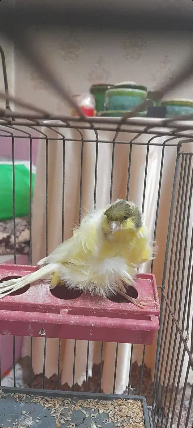 یکعدد ماده قناری فر|پرنده|لواسان, |دیوار