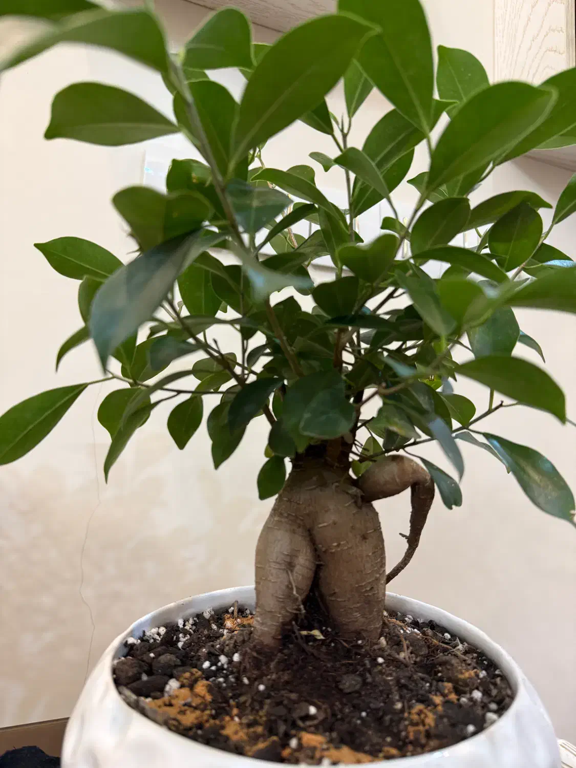 گیاه بونسای|گل و گیاه طبیعی|مشهد, بهارستان|دیوار