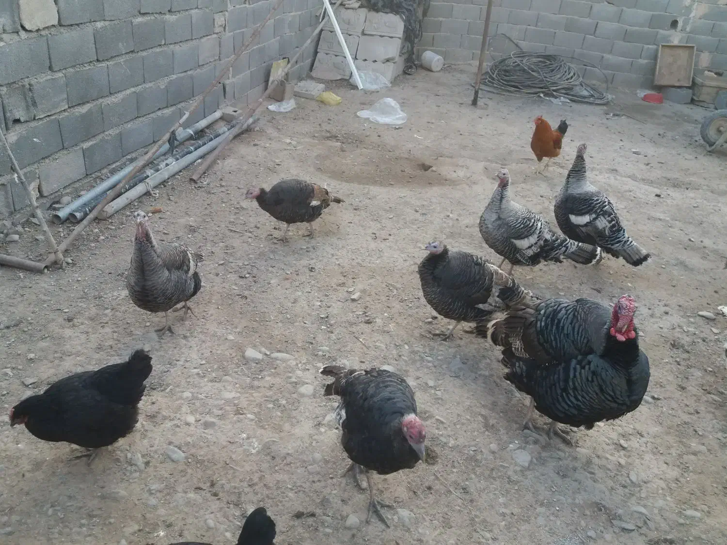 بوقلمون وغاز|حیوانات مزرعه|پاکدشت, پاکدشت (مامازند)|دیوار