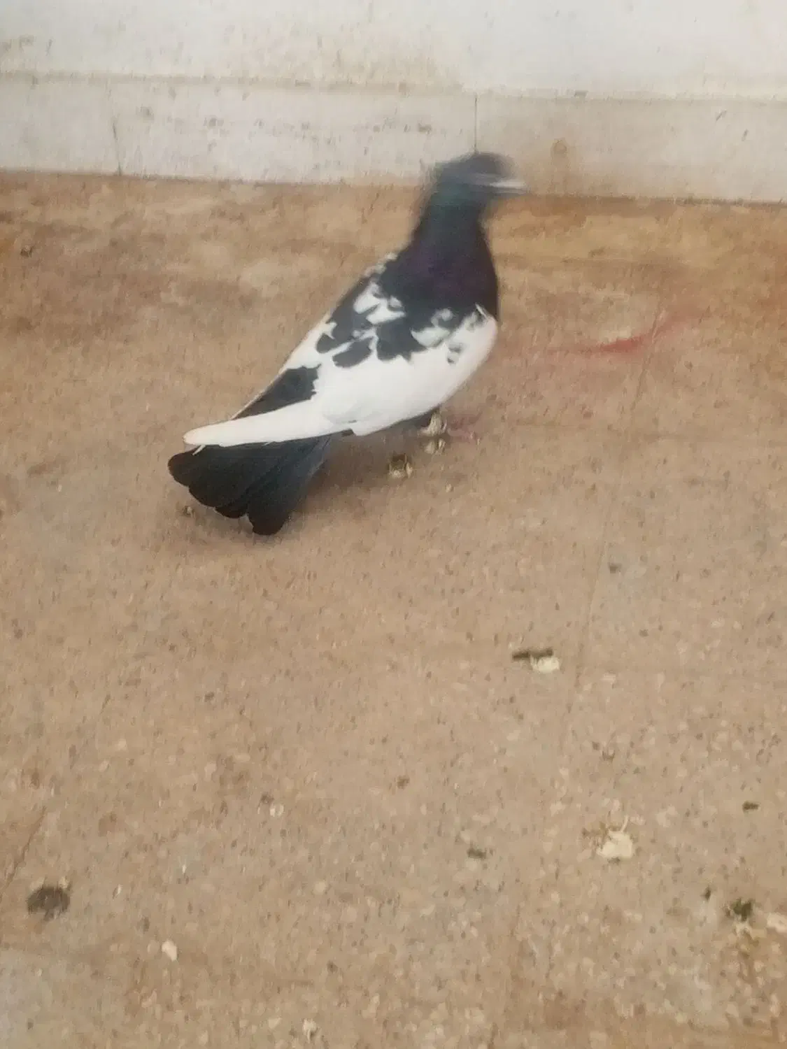 کفتر سینه|پرنده|شیراز, تندگویان|دیوار