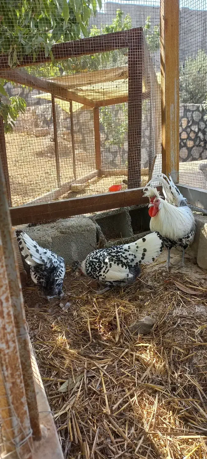 فروش مرغ وخروس زینتی اپنزلر سیلور|حیوانات مزرعه|هشتگرد, هیو|دیوار