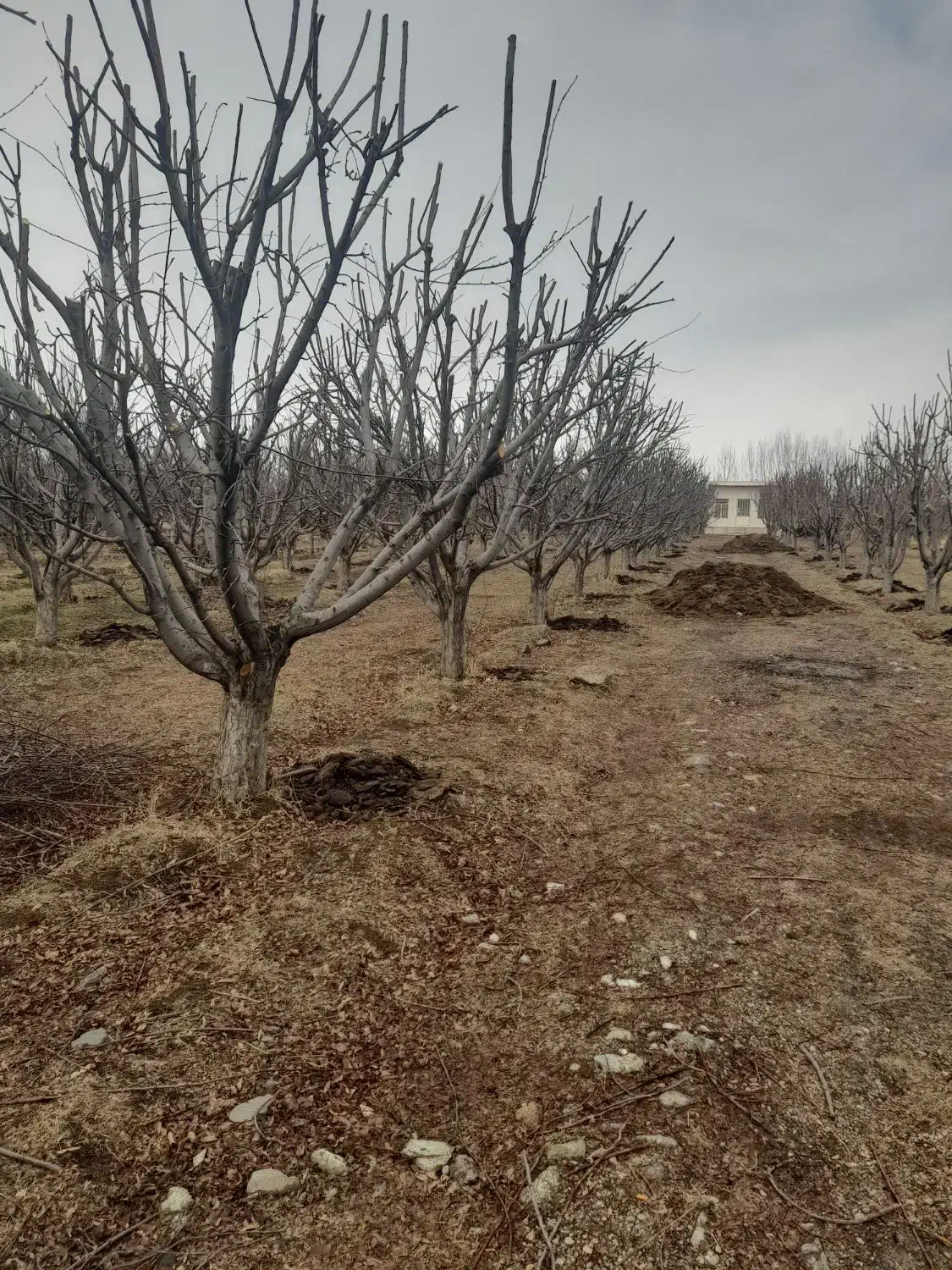 خرید انواع چوب درختان میوه وبیشه|خدمات باغبانی و درختکاری|بروجرد, |دیوار