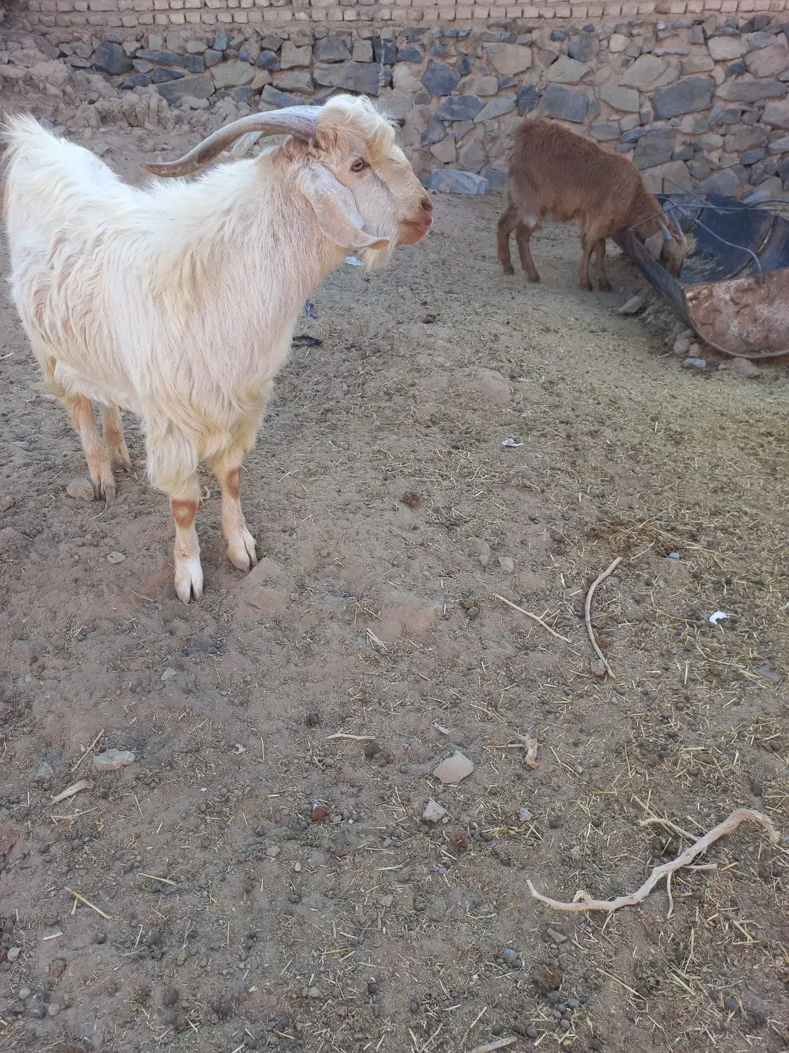 دو عدد بزغاله نرو ماده و ۲ تا بره ماده سبک|حیوانات مزرعه|تربت‌حیدریه, منصوریه|دیوار