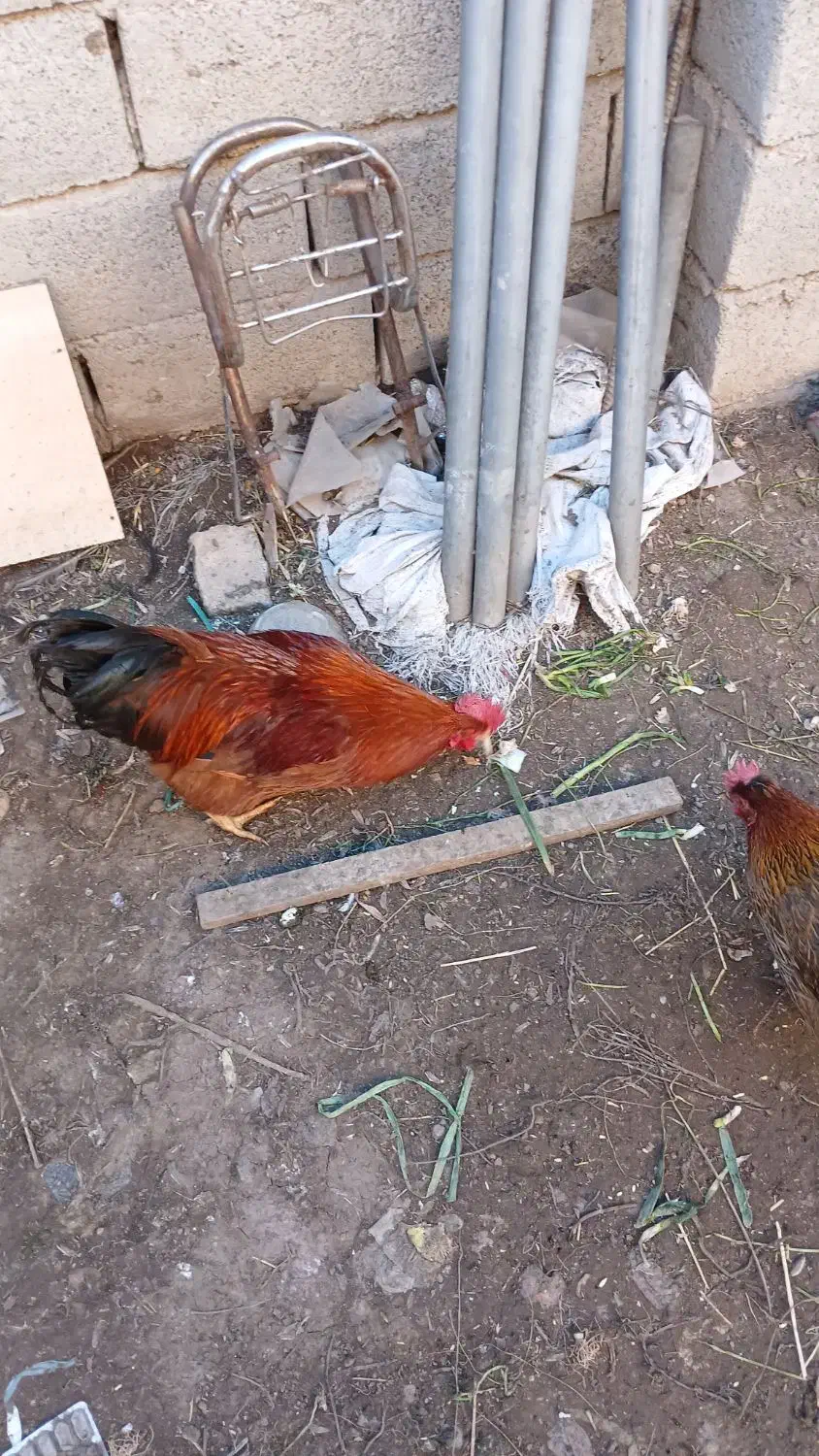 خروس|حیوانات مزرعه|هیر, |دیوار