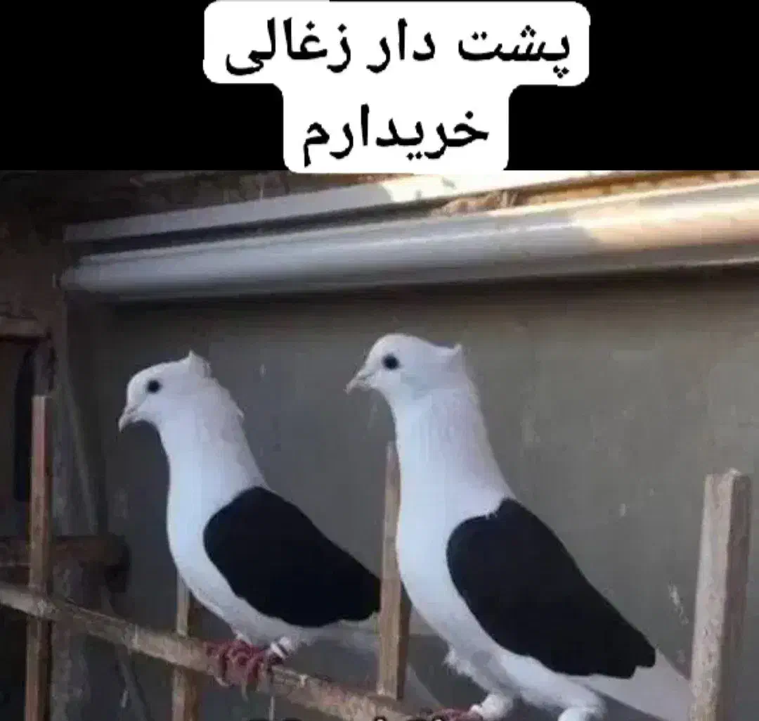 کبوتر پشت دار زغالی.عکس تزئینی است|پرنده|کرج, فاز ۳ گوهردشت|دیوار