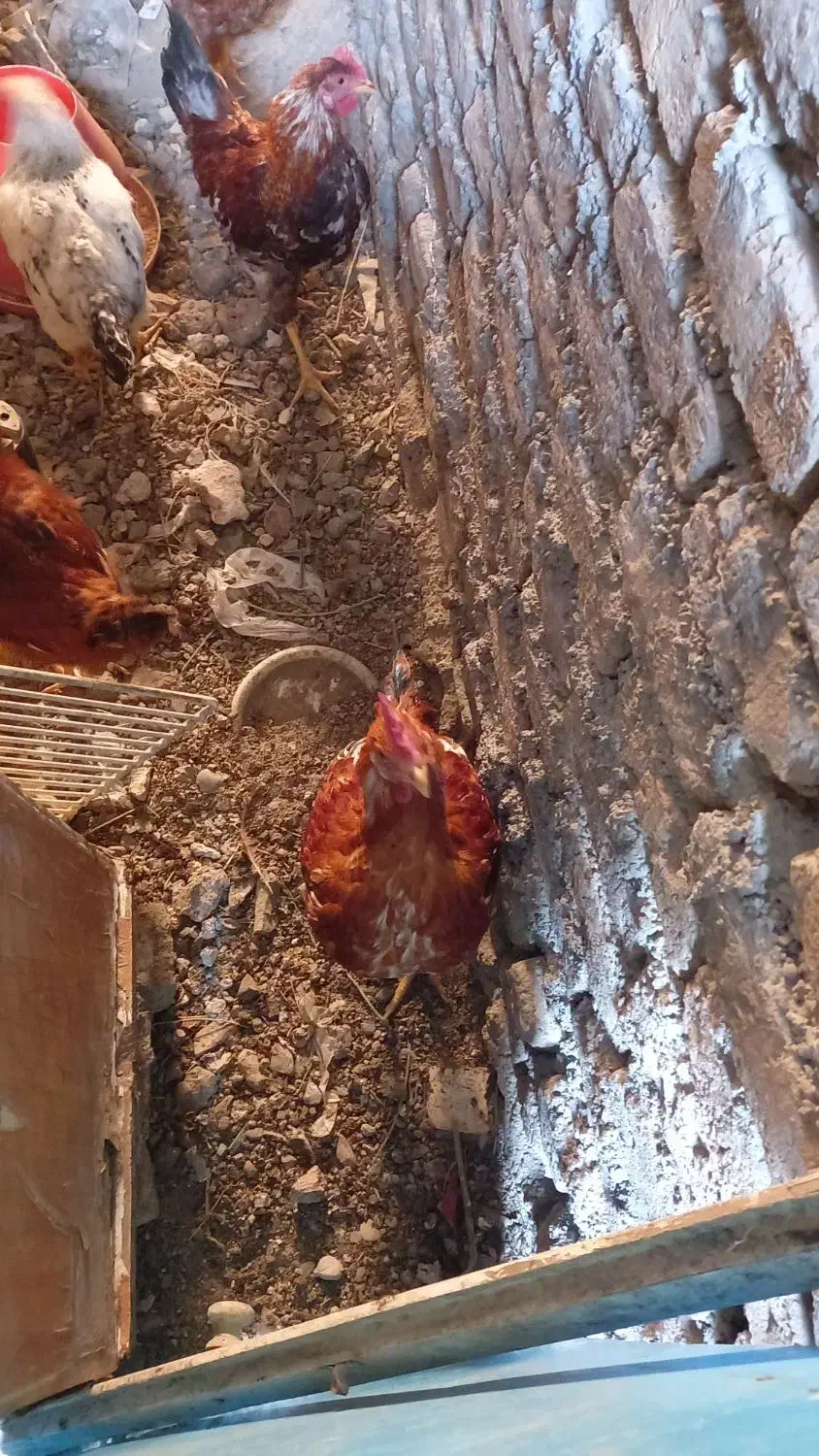 جوجه ۱۰ماهه|حیوانات مزرعه|مشهد, شهرک مطهری|دیوار