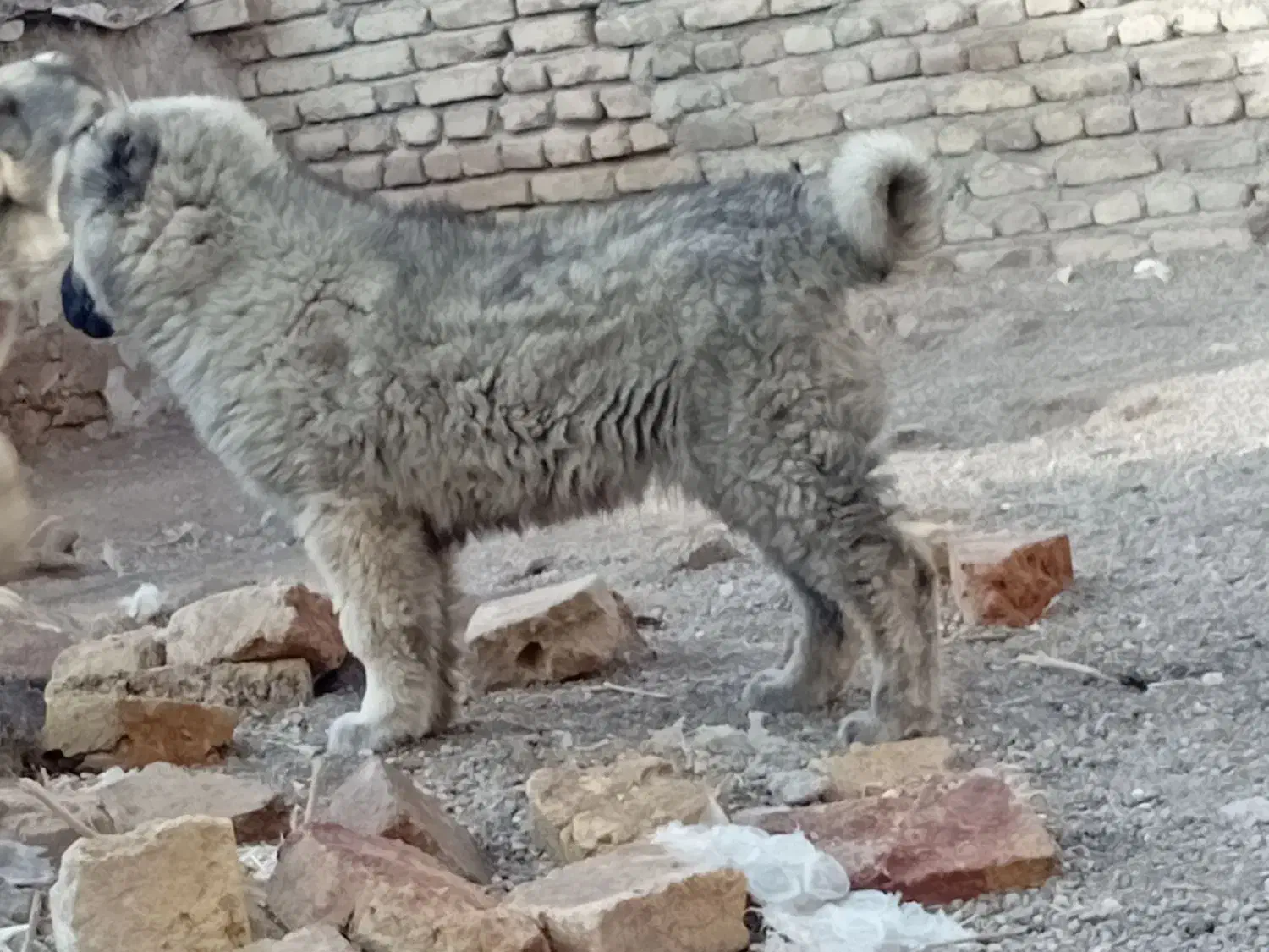 سگ سرابی اصیل|سگ|سراب, |دیوار