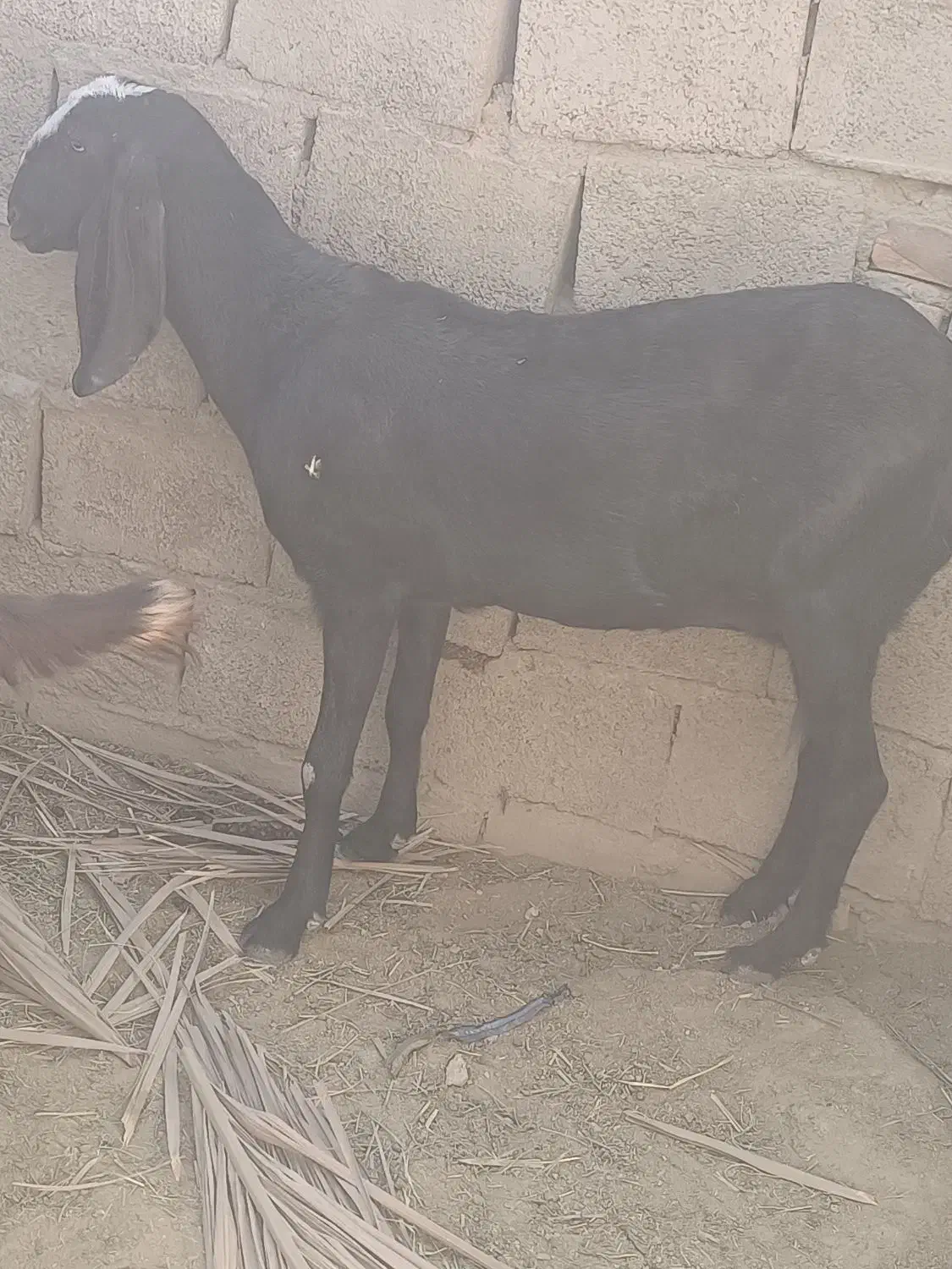 بز دو رگ پنجاب|حیوانات مزرعه|سراوان, |دیوار