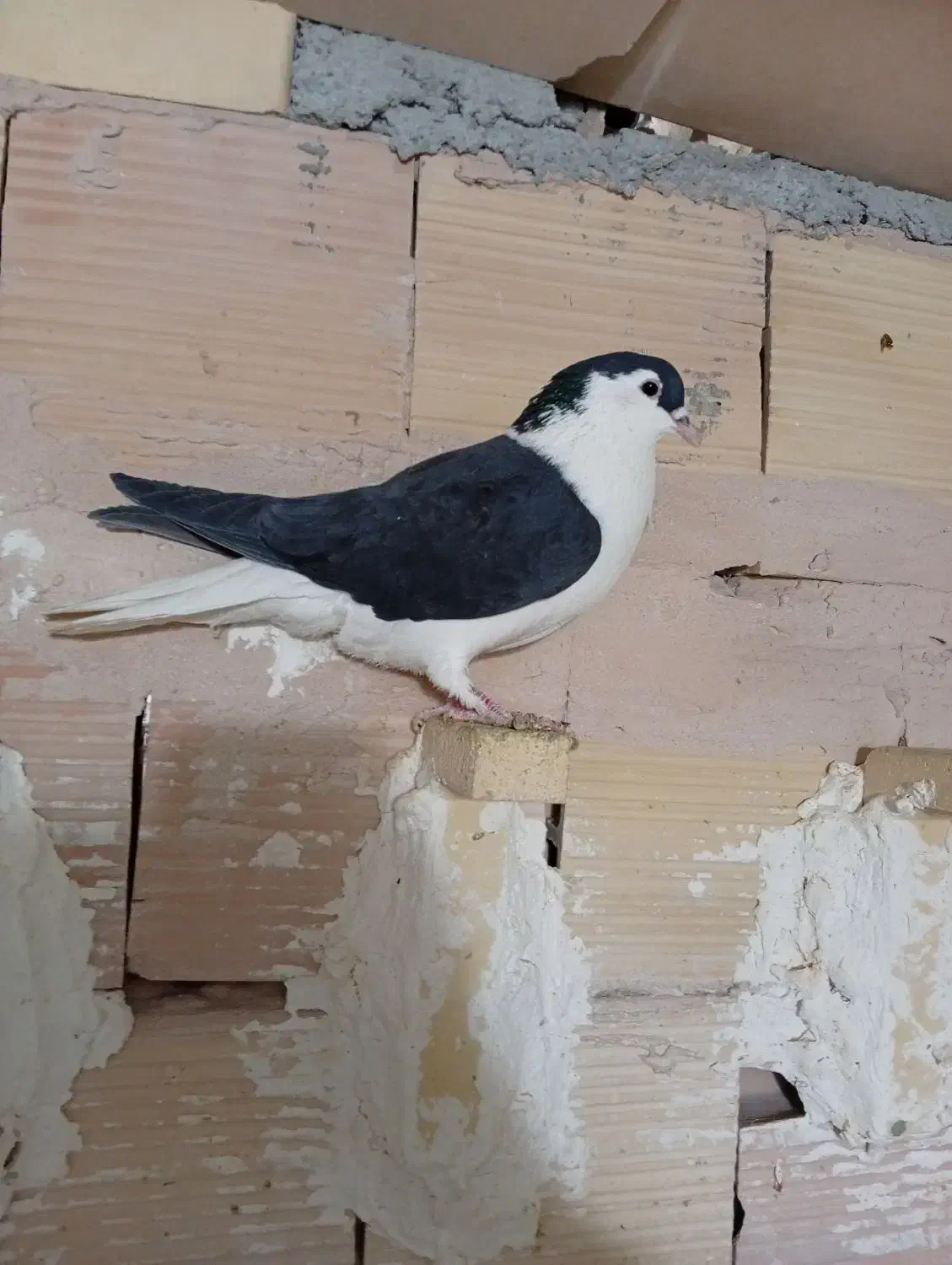 کفتر صید|پرنده|مشهد, شهید بهشتی|دیوار