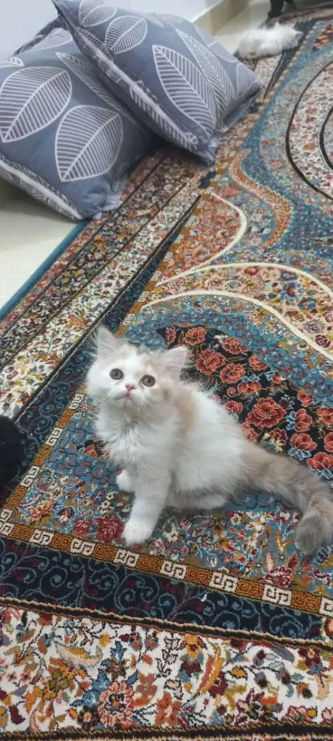 گربه پرشین خوشکل چش ابی|گربه|اسفراین, |دیوار