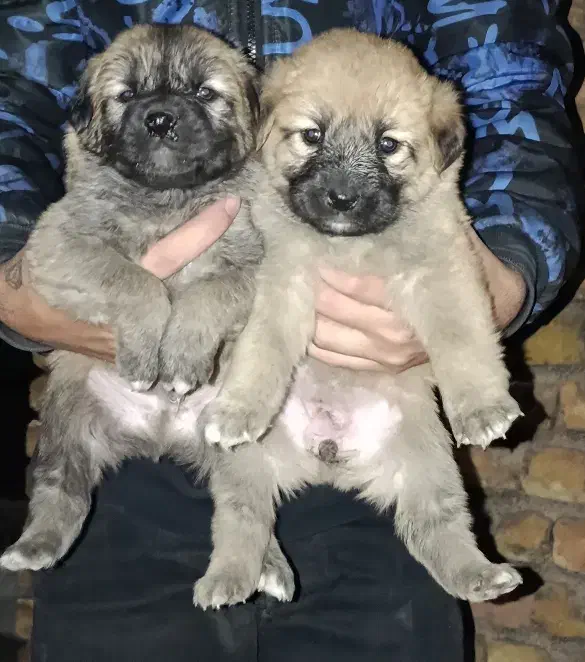 توله سگ سرابی ذات قدیم|سگ|مبارکه, |دیوار