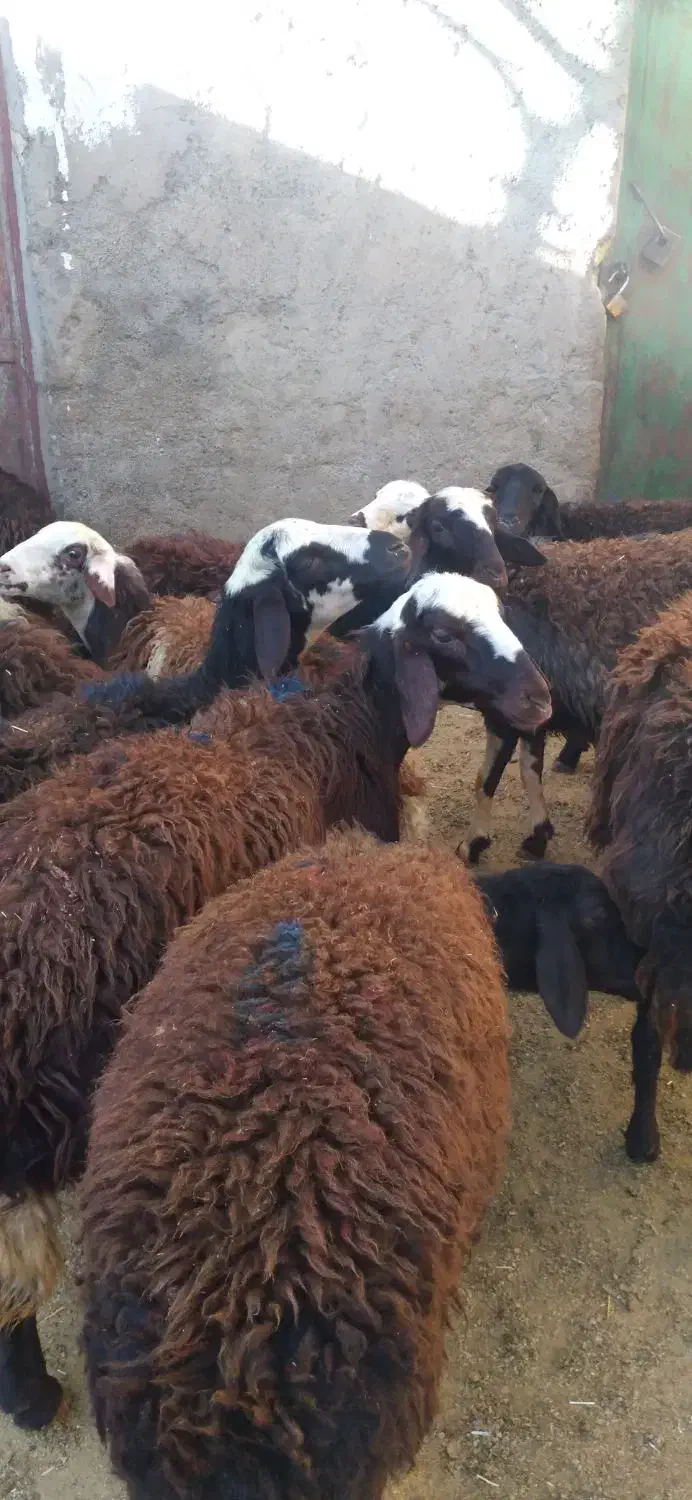 بره ماده|حیوانات مزرعه|فیروزآباد (لرستان), |دیوار