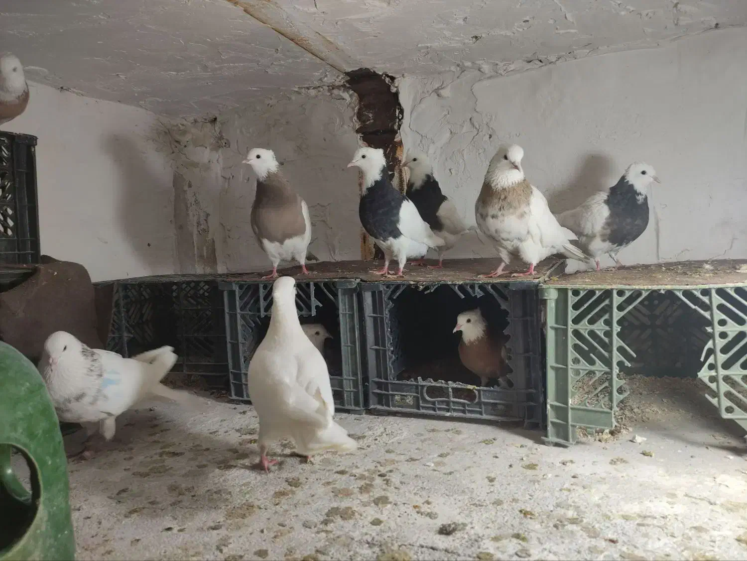 کبوتر طوقی|پرنده|رباط‌کریم, نصیرشهر|دیوار