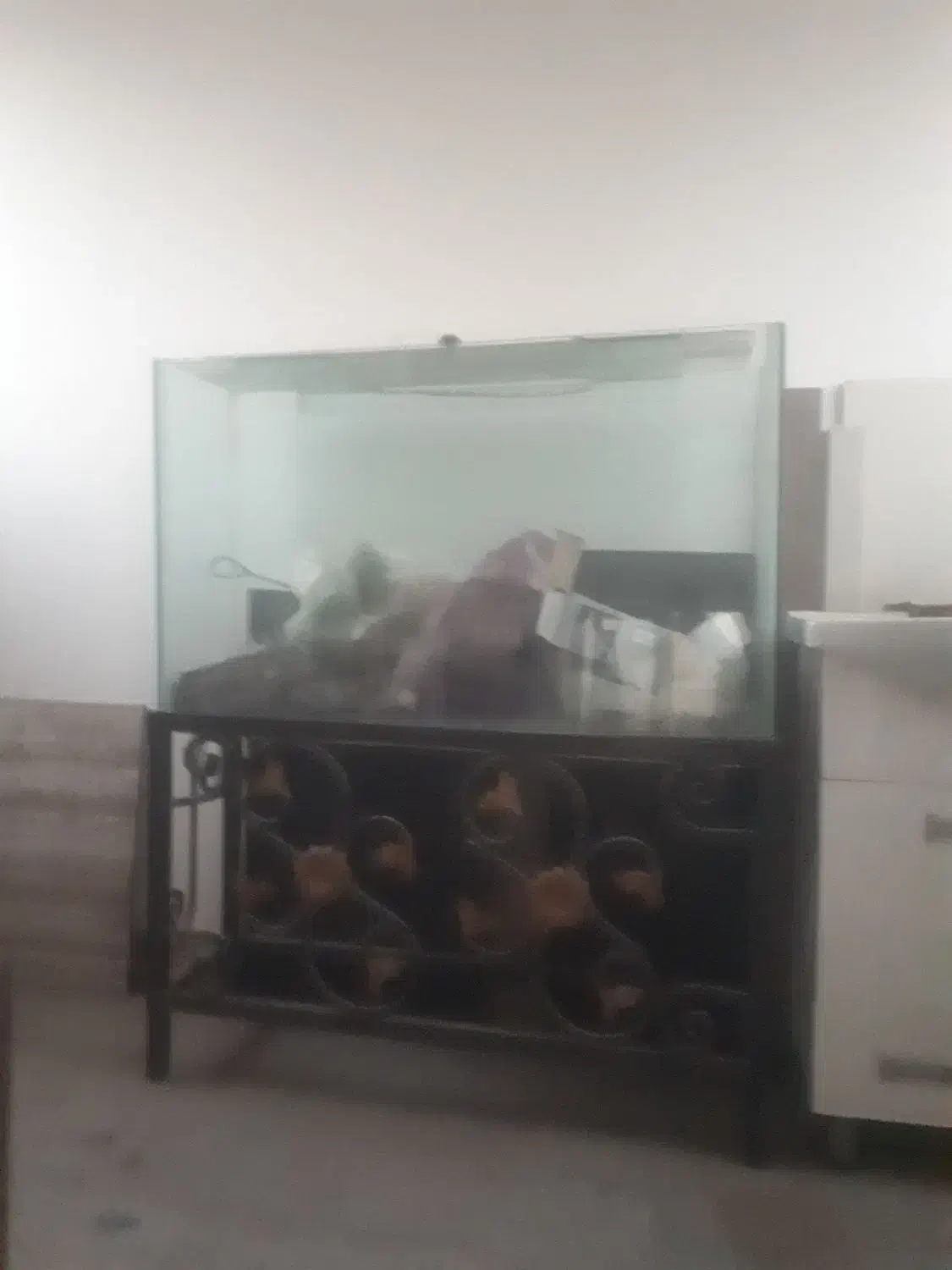 اکواریوم با تمام تجهیزات|ماهی|پاکدشت, پاکدشت (مامازند)|دیوار