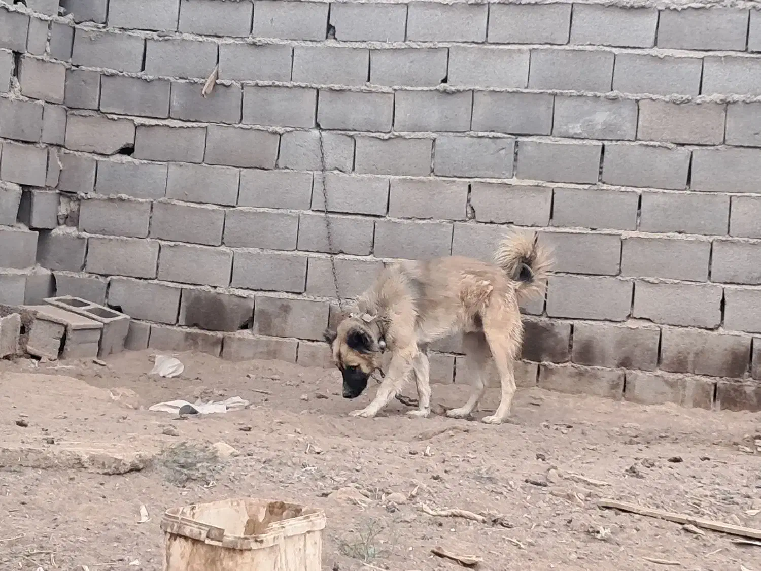 سگ نر قدرجونی نگهبان|سگ|اصفهان, نقش جهان|دیوار