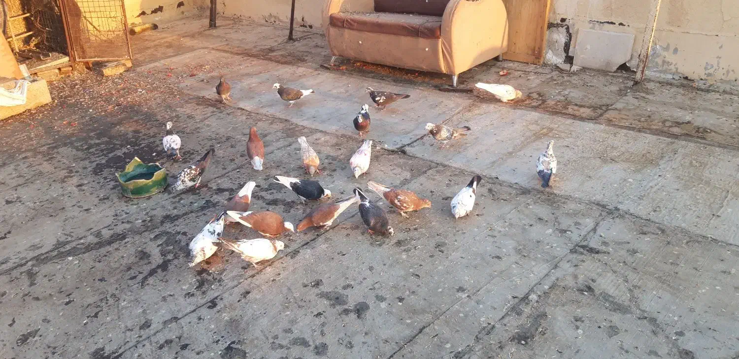 جوجه قلم پرشی|پرنده|رودهن, |دیوار