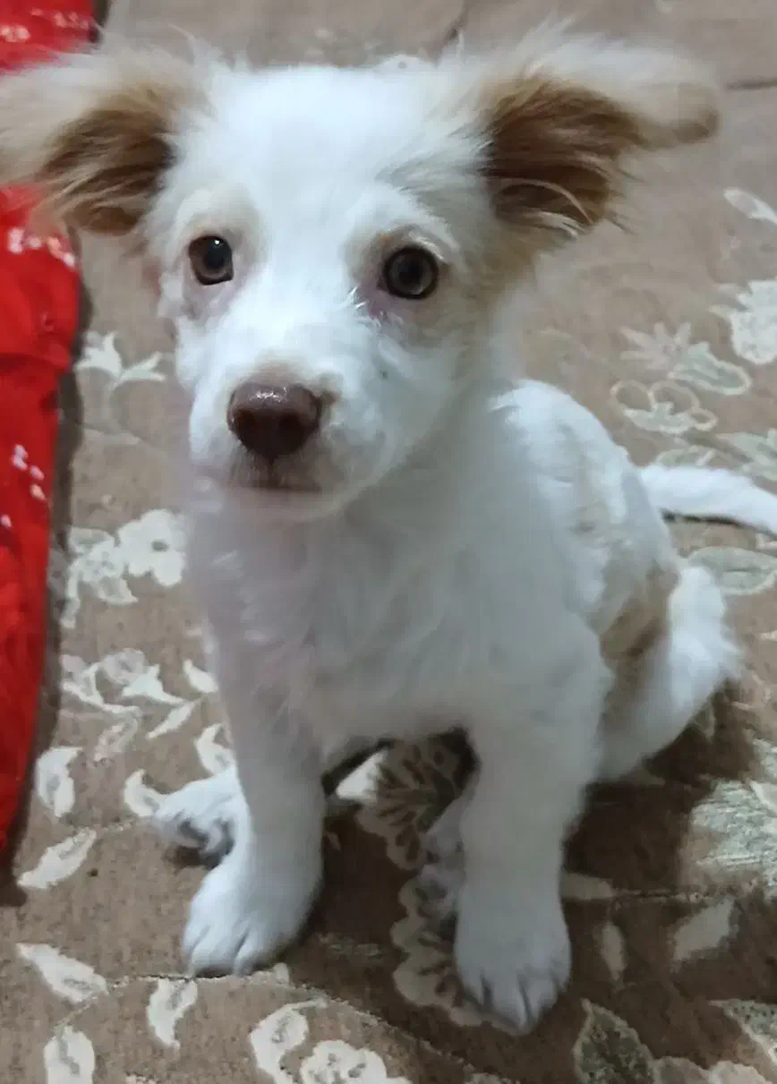 واگذاری سگ|سگ|قرچک, شهرک الحدید|دیوار