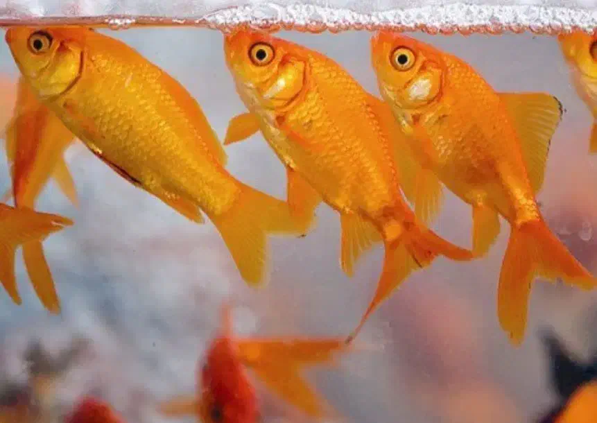 انواع ماهی گلدفیش شب عید و ماهی قرمز|ماهی|آمل, |دیوار