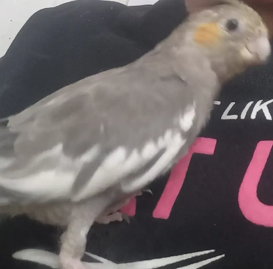 عروس گم شده|حیوانات|زنجان, |دیوار