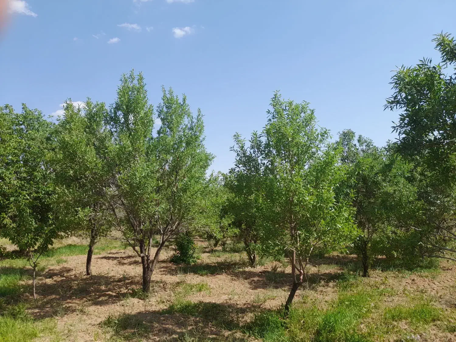 باغ ۴هزار متری در روستای کوشکی سفلی|فروش زمین و ملک کلنگی|اشترینان, |دیوار