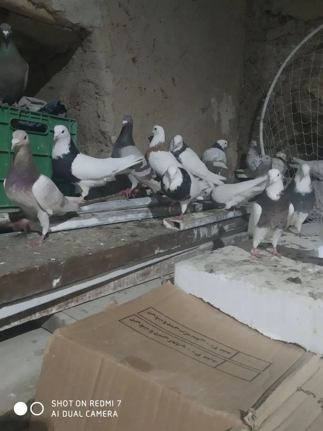 کبوتر|پرنده|جوکار, |دیوار