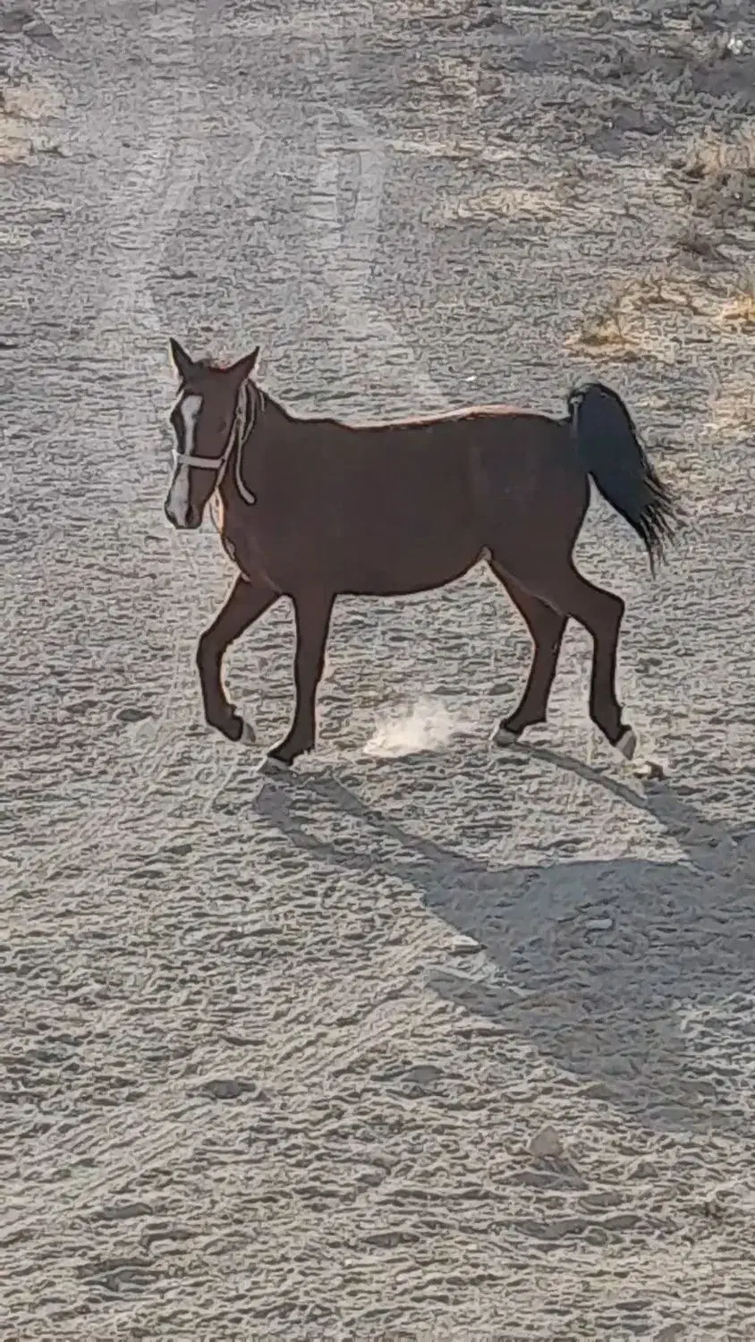 کره مادیون|اسب و تجهیزات اسب‌سواری|مرودشت, رامجرد یک|دیوار