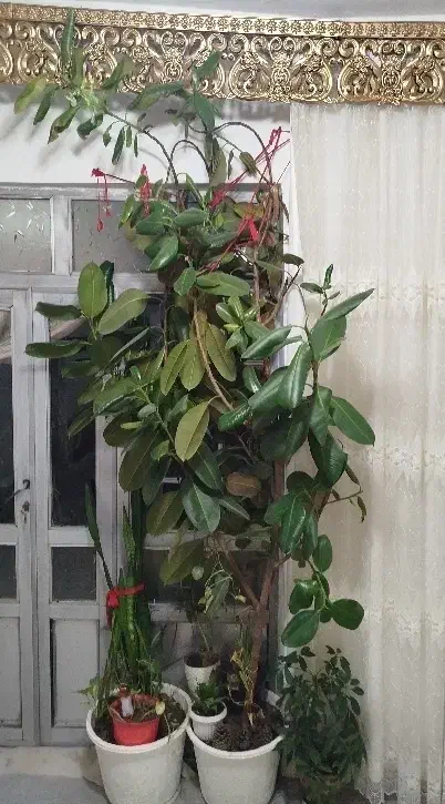 گل گوش فیل یا همون فیکوس|گل و گیاه طبیعی|تکاب, |دیوار