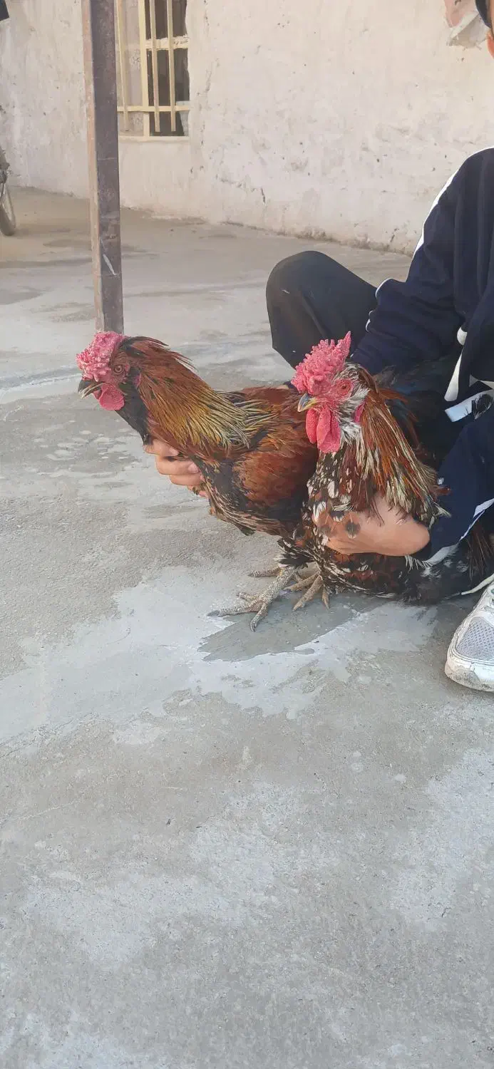 خروس گلین لری|حیوانات مزرعه|قم, علی آباد سعدگان|دیوار