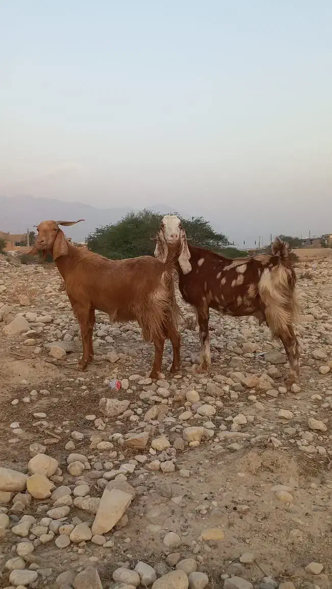 ۳ عدد بز درجه یک خوب|حیوانات مزرعه|خورموج, |دیوار