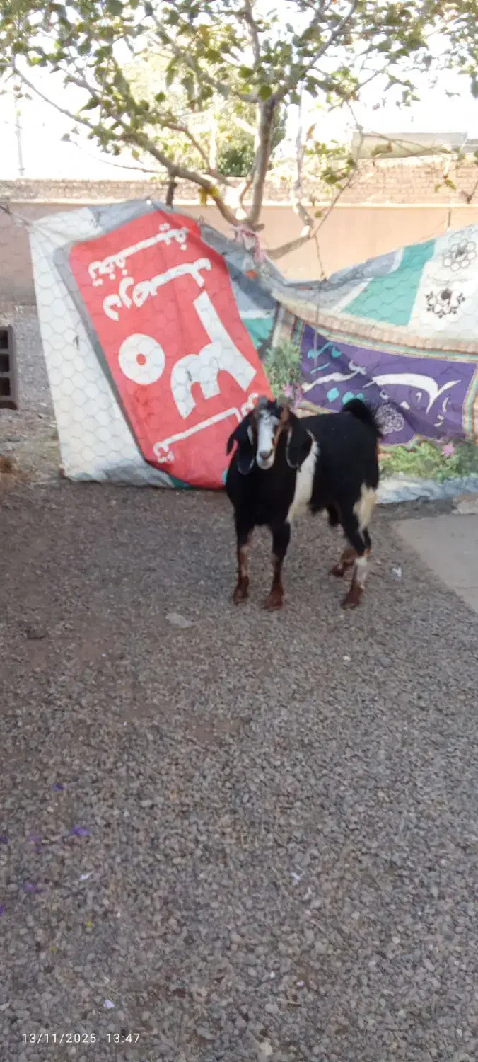 بز یک چهار دندون یکی یکساله هر دو آوست|حیوانات مزرعه|تربت جام, جامرود|دیوار