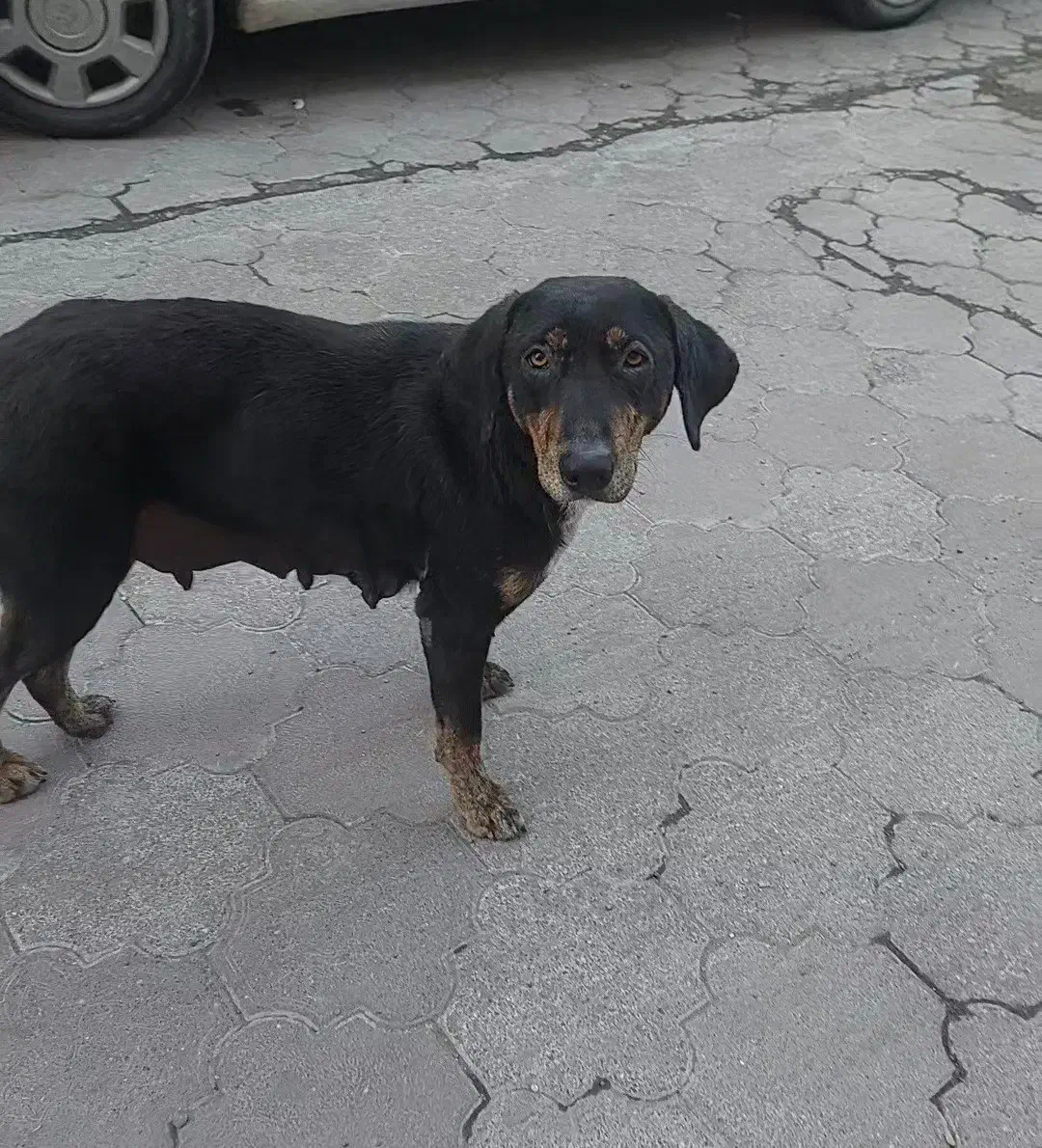 گمشده در لاهیجان|حیوانات|لاهیجان, قیام|دیوار