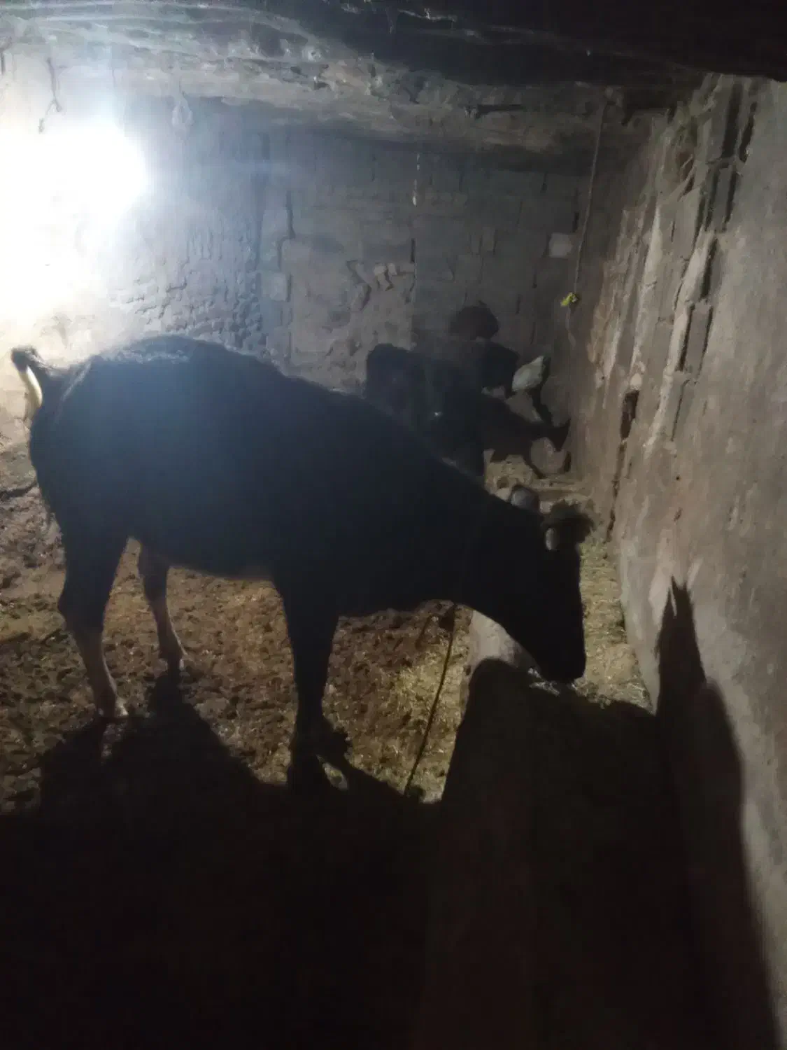 گاواول شکم7ماه ابستن باگوساله ماده|حیوانات مزرعه|بیجار, |دیوار