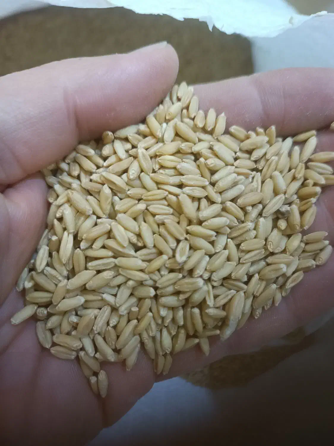 بذر گندم دیم|خدمات باغبانی و درختکاری|اراک, |دیوار