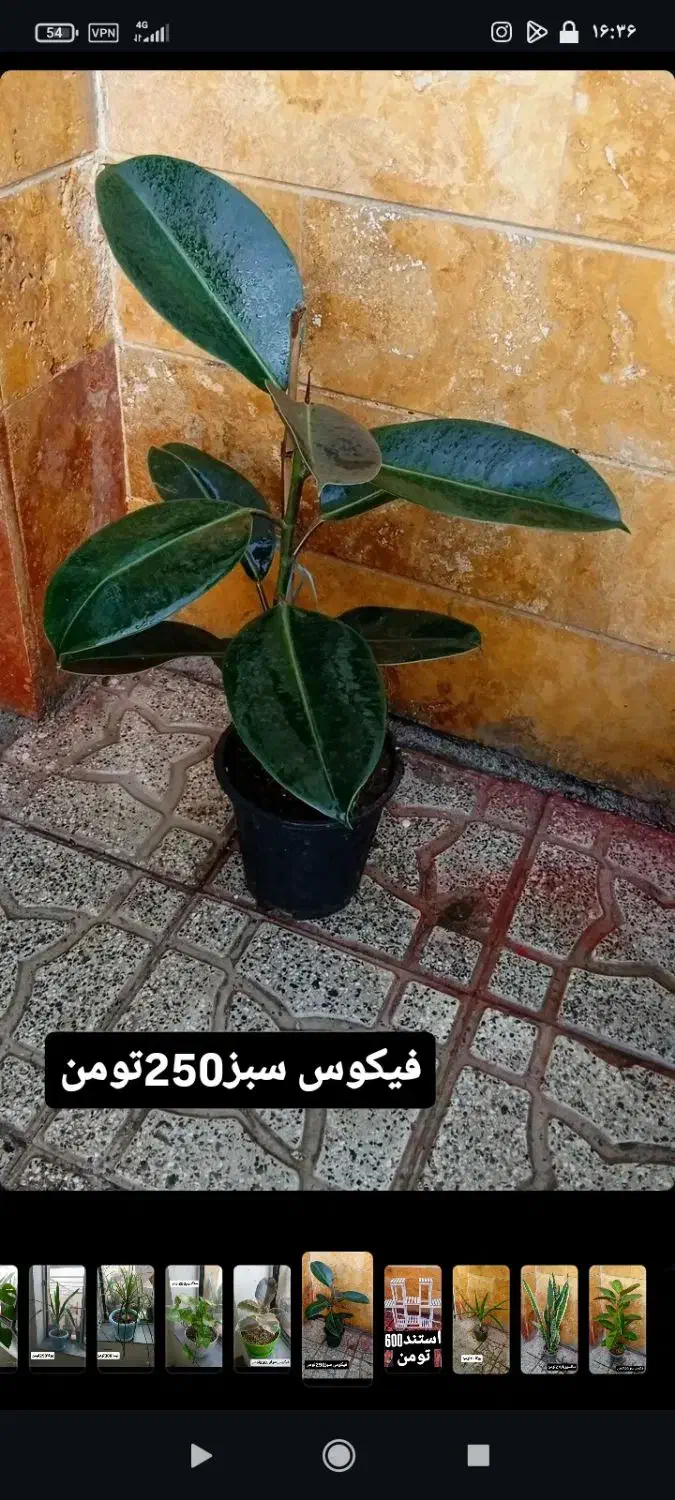 گیاهان آپارتمانی|گل و گیاه طبیعی|اردبیل, |دیوار