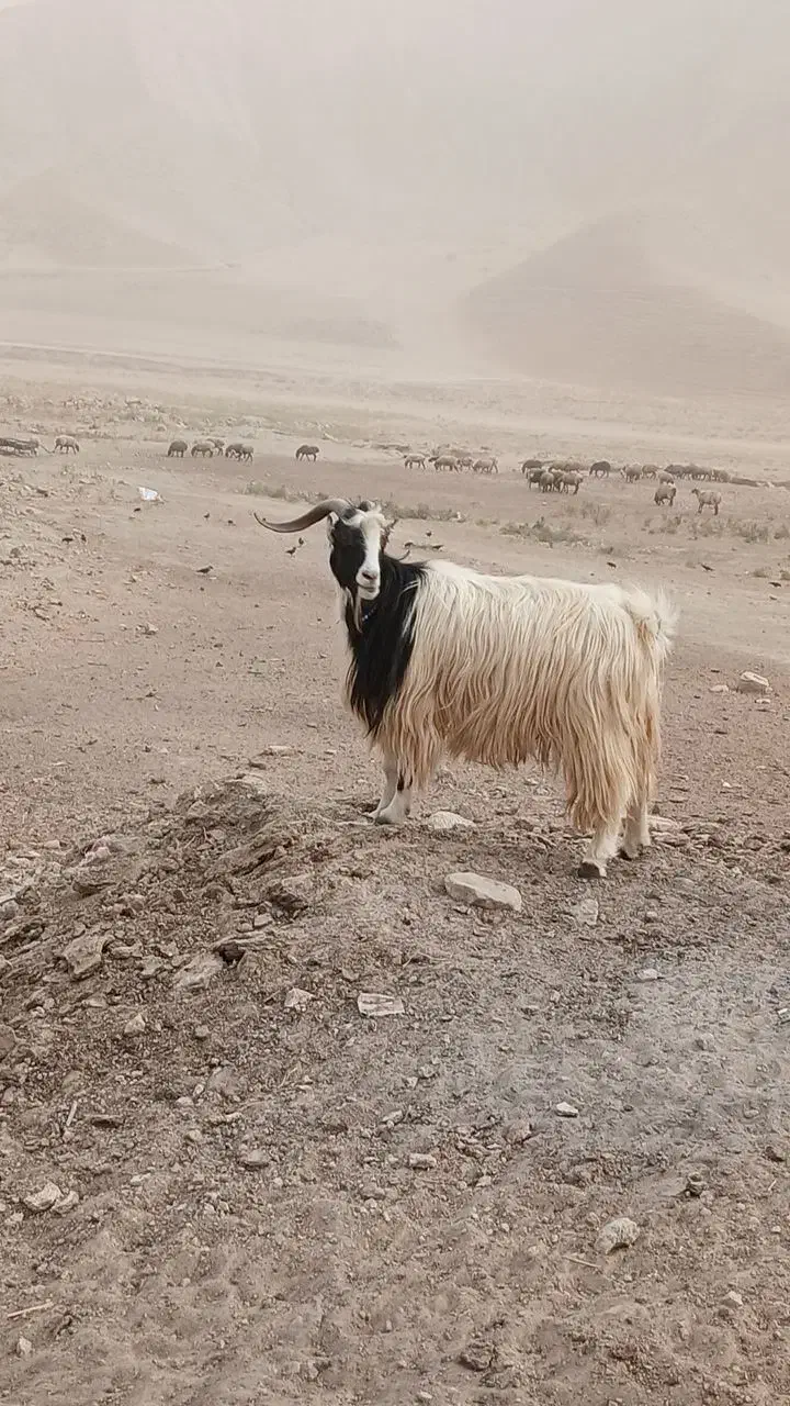 نر بز فروشی به شرط جلو کش|حیوانات مزرعه|کلات (خراسان), |دیوار