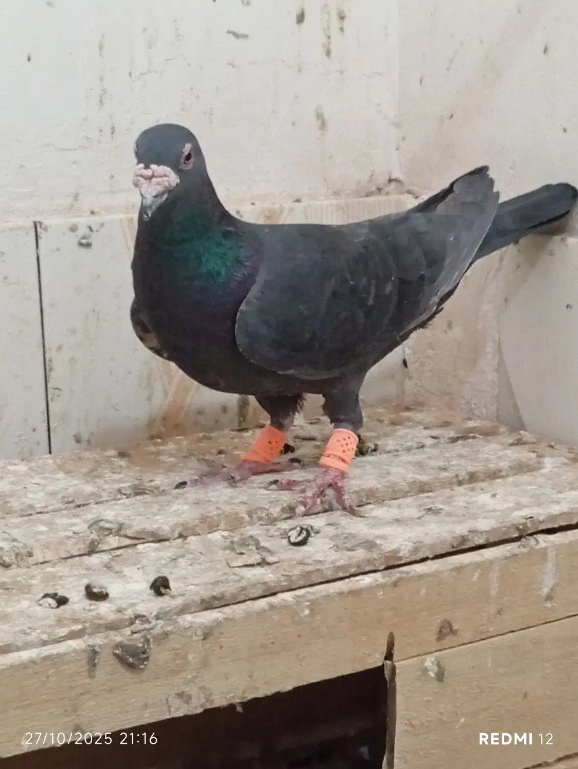 زاغ|پرنده|مه ولات, |دیوار