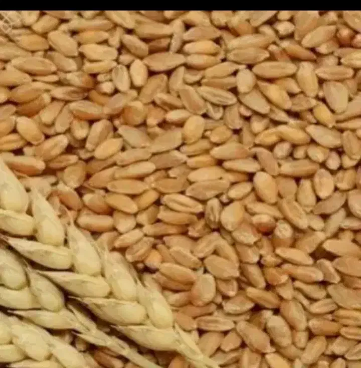 گندم کمباین تمیز|لوازم جانبی حیوانات|بیلوار, |دیوار