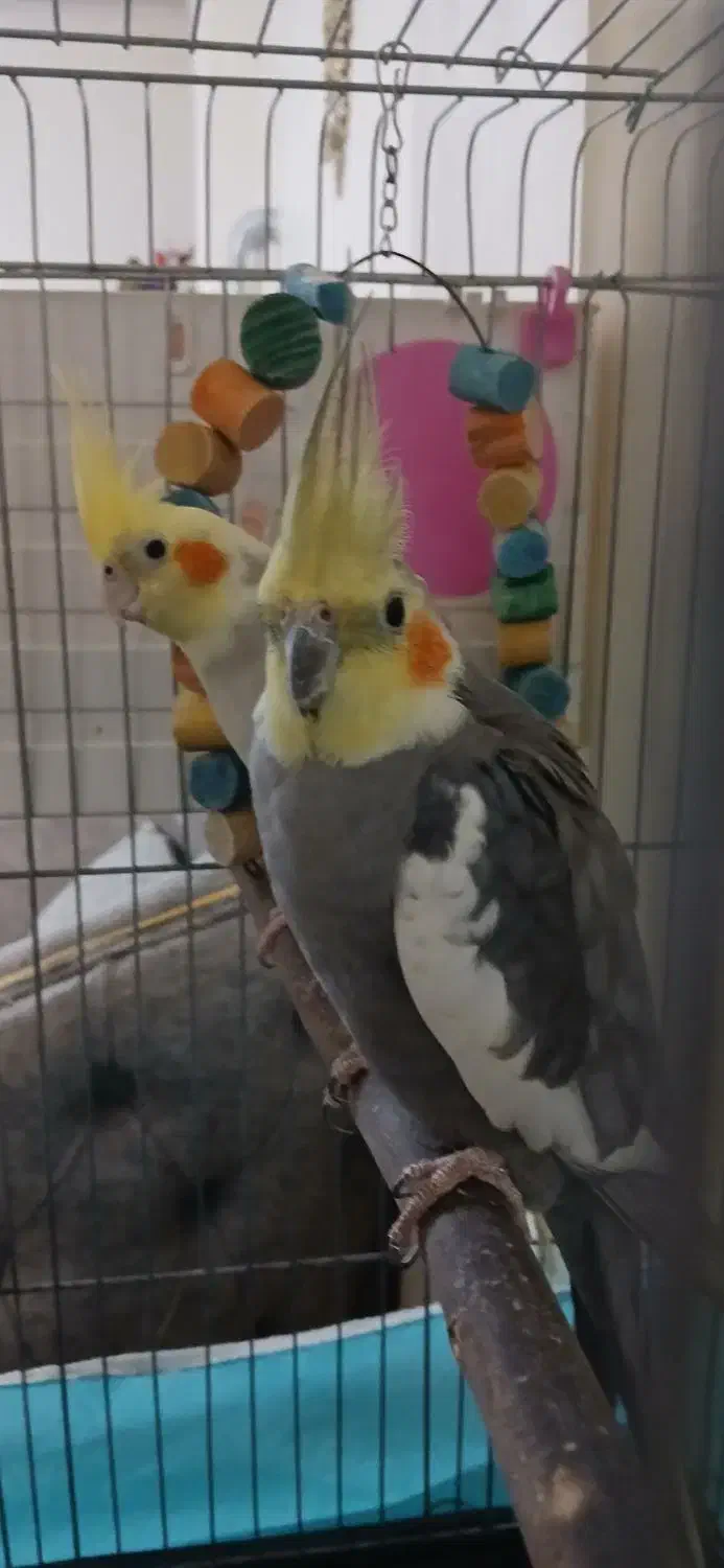 جفت عروس هلندی|پرنده|پاکدشت, پاکدشت (مامازند)|دیوار