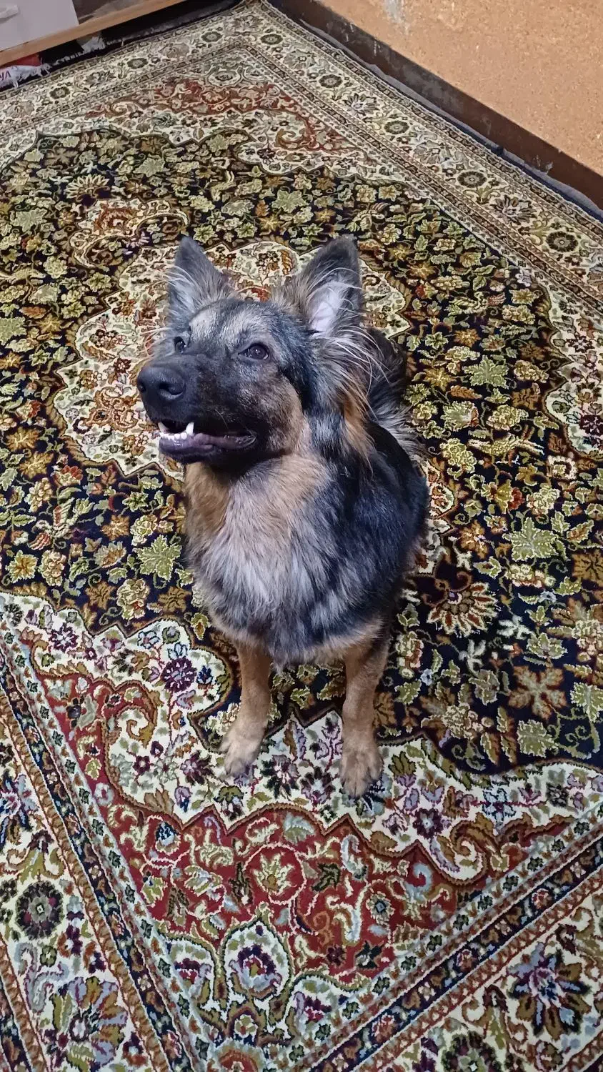 سگ ژرمن شیپرد ۹ ماهه|سگ|اهواز, منبع اب|دیوار